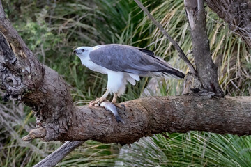 White-bellied Sea Eagle (Haliaeetus leucogaster) perched on a branch with fish catch - second largest bird of prey in Australia (wingspan approx 2 metres) - Hawkesbury River, NSW, Australia