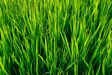 Green rice field close-up on terraces in the Bali island, Indonesia.