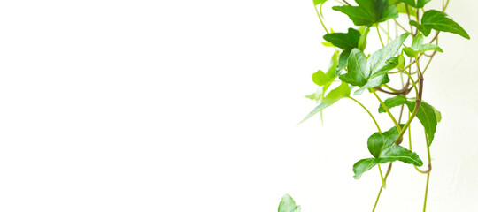 Star-shaped vine houseplant and white wall background material. 星形のつる性の観葉植物と白い壁の背景素材