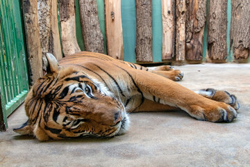 The Tiger malayan, tigris panthera lying in the cage.