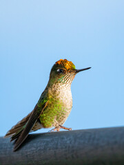 portrait of a colorful hummingbird perched on a railing against cloudy sky
