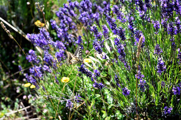field of lavender
