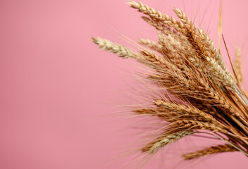 Sheaf of golden wheat spikelets on the pink background. Wheat cereals