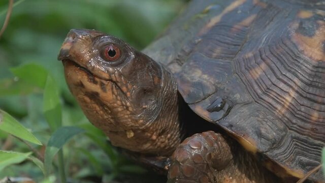 Box Turtle in green grass