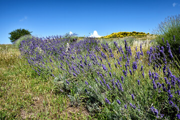 lavender field in tuscany