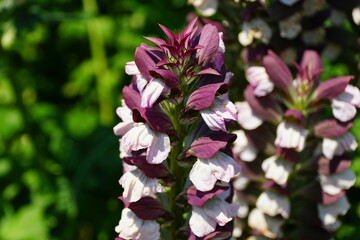 The upright white and purple flowers of Bear's Breeches 'Morning's Candle'