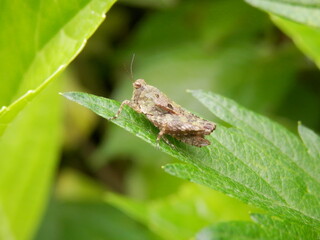 葉の先に乗るヒシバッタ