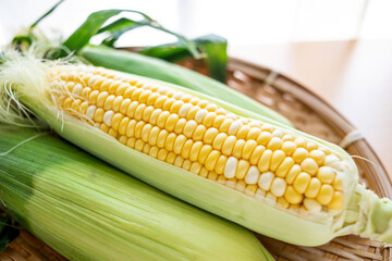Fresh sweet corn close-up