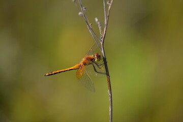 close up of a dragonfly