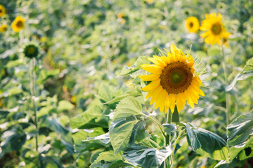 Landscape from a sunflower farm as Agricultural landscape natural background