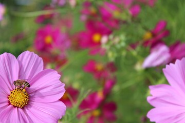 Pink Cosmos with Bee