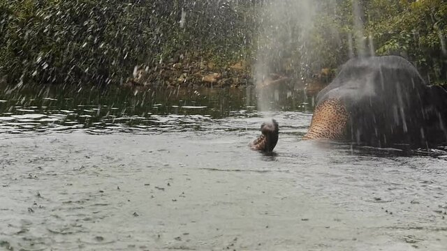 bathing elephants Thailand Asia