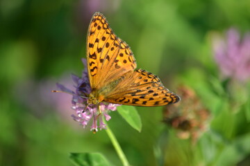 butterfly on flower