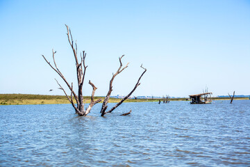 Dead trees with bare branches and bark standing upright in the water and blue sky in Brazil