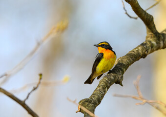 美しくかっこいいキビタキ