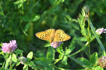 butterfly on a flower