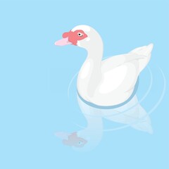 duck