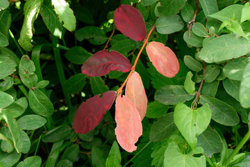 Honeysuckle branch. Bright color of the leaves is burgundy, orange. Background - green leaves. Autumn concept.