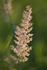 close up of a flower