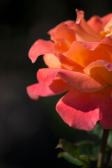 red rose on black background