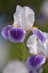 purple orchid flower