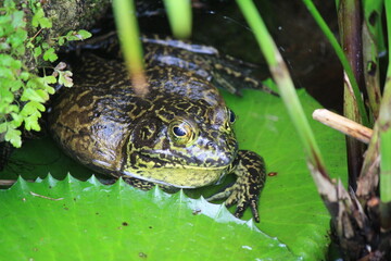 frog on a lily
