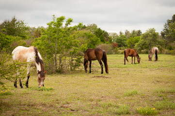 Fototapeta na wymiar wild horses in the meadow on Cumberland island National Seashore 