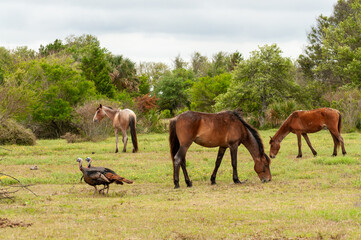 Naklejka na ściany i meble wild horses and turkeys in the meadow on Cumberland island National Seashore 