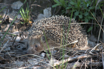 hedgehog in the grass