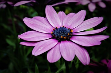 Obraz premium pink cosmos flower