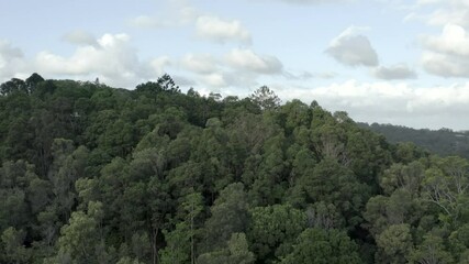 bly by forest in australia