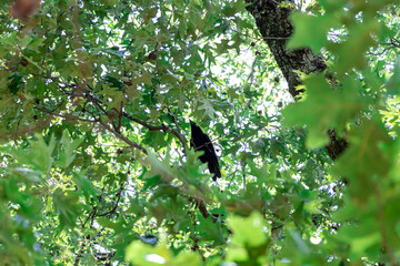 crow in the tree
