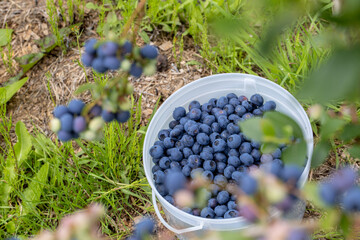 A bunch of blueberries sitting in a bucket at a blueberry field.