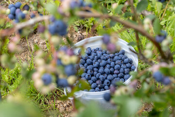 A bunch of blueberries sitting in a bucket at a blueberry field.