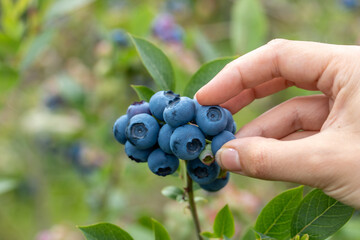 Hand picking fresh blueberries off a bush in a blueberry field.