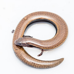 Interesting to see a three-toed skink forming the letter of 