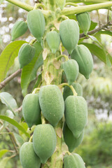 The papaya fruit that is glands are green.