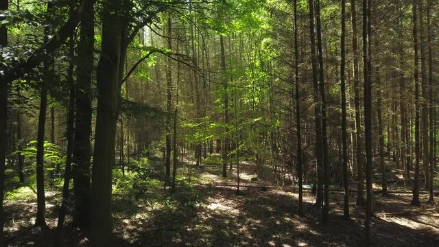 Drone flight in the forest. Trees in the background with strong movement.