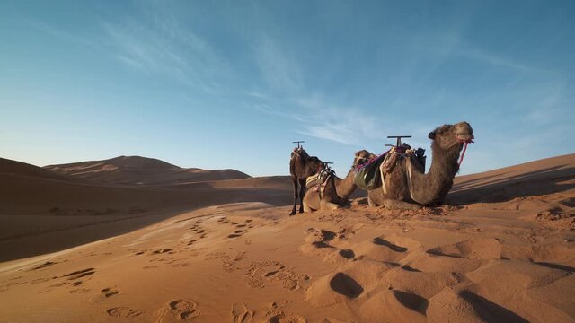 Camels sitting on dunes of Sahara Desert, Mezourga, Morocco
