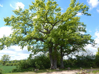 apple tree in spring