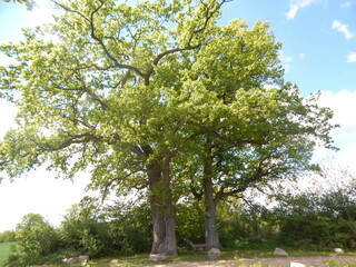 blooming apple tree