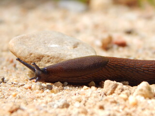 snail on the sand