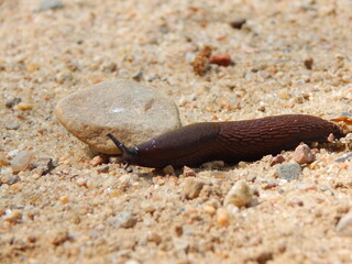 snail on sand