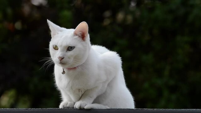 HD video of a cute white Khao Manee cat with heterochromia, wearing a pink collar with bell, crouched on patio roof with trees in background. Looking around and meowing at viewer
