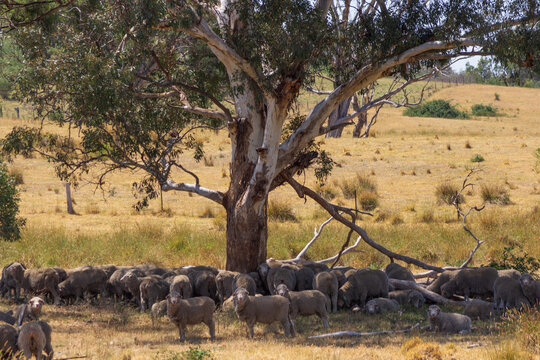 Herd of sheep eating and resting together under a tree on a rural Australian property.