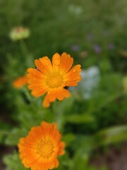 orange zinnia flower