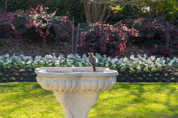 Bird Stands on Edge of Bird-Bath in Elegant Garden