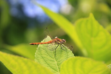 紫陽花の葉の先にとまっている、羽が一枚千切れたトンボ