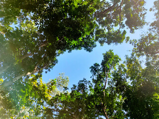 green leaves and sky