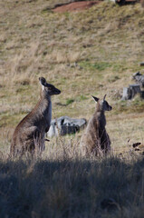 Two Kangaroos looking away in a nature reserve